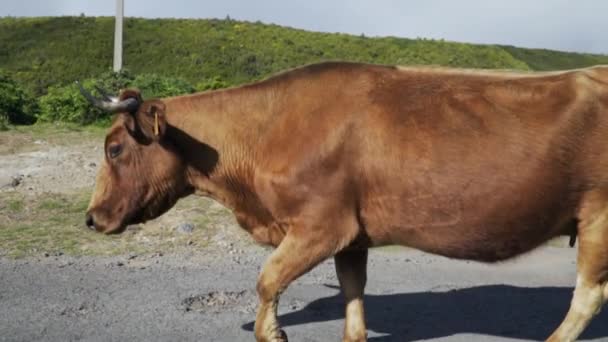 Seguimiento Con Vaca Toro Caminando Por Lado Carretera Mediodía Cámara — Vídeos de Stock
