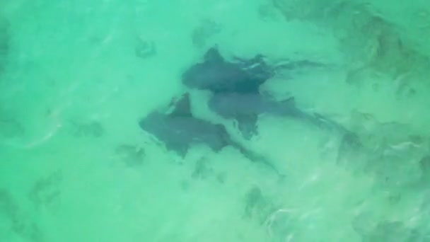 メキシコのバハ カリフォルニア スールにあるカボ プルモ国立公園のコルテス海のビーチ近くの浅瀬で泳ぐサンゴ礁サメのドローンビデオ — ストック動画
