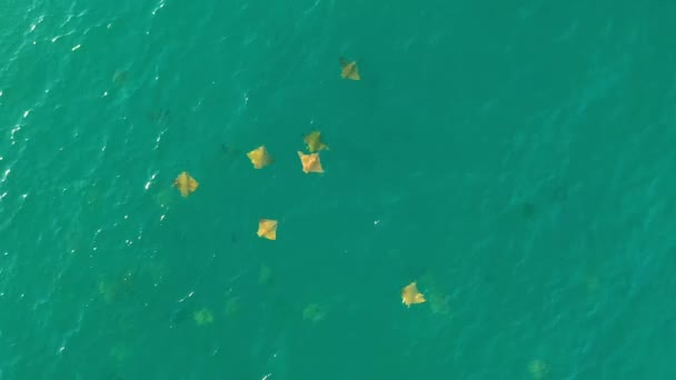 Drone Video Skolning Cownose Mobula Strålar Simmar Havet Cortez Cabo — Stockvideo