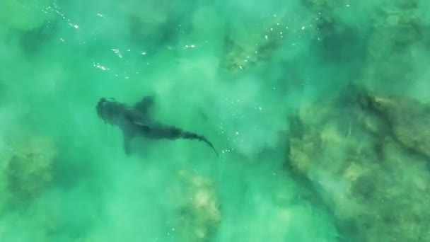 Dron Video Žraloka Bullího Plavat Mělké Vodě Blízkosti Pláže Moři — Stock video