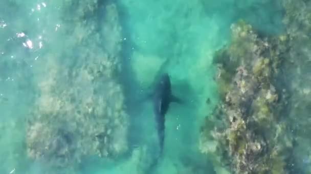 Drone Vídeo Tubarão Touro Nadando Águas Rasas Perto Praia Mar — Vídeo de Stock