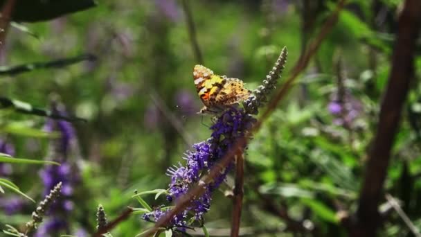 Torrent Pareis Butterfly Wind — Stok Video