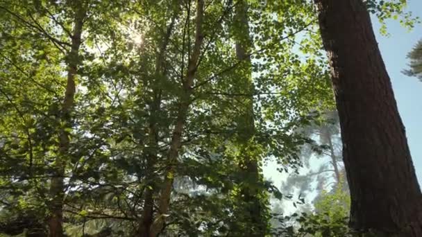 透过树林望着太阳 浓烟从火中冒出来 — 图库视频影像