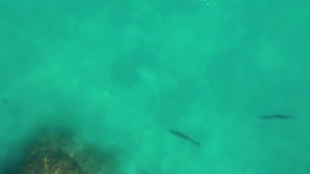 Drohnenvideo Von Flachen Wasser Schwimmenden Hahnenfischen Der Nähe Des Strandes — Stockvideo