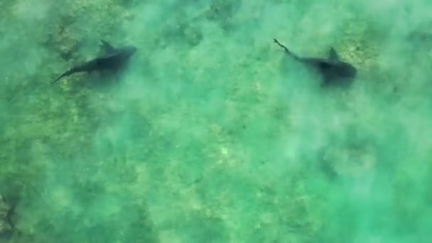 Drone Video Bull Shark Swimming Shallow Water Beach Sea Cortez — Vídeo de stock