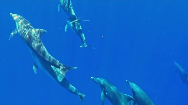 Eine Gruppe Von Delfinen Schwimmt Unter Wasser Zeitlupenaufnahme — Stockvideo