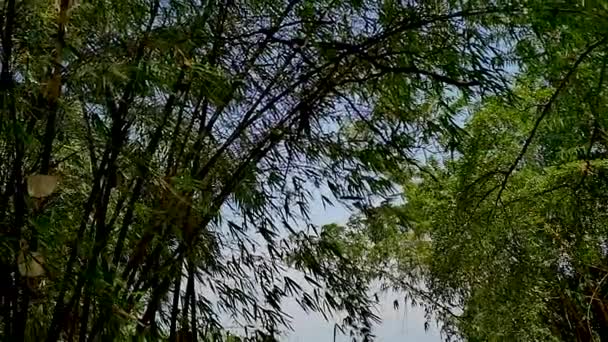 Wind Bewegende Bladeren Bomen — Stockvideo