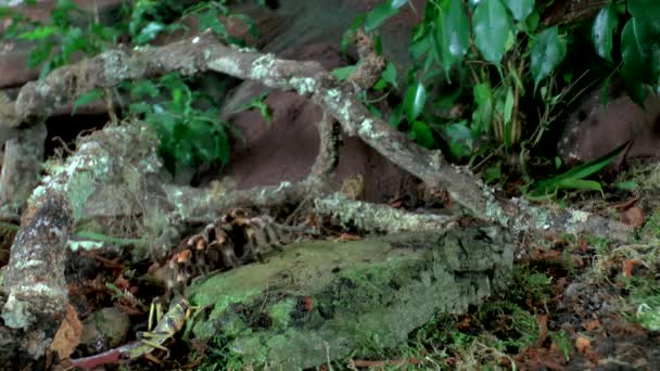 Främre Närbild Promenader Tarantula — Stockvideo