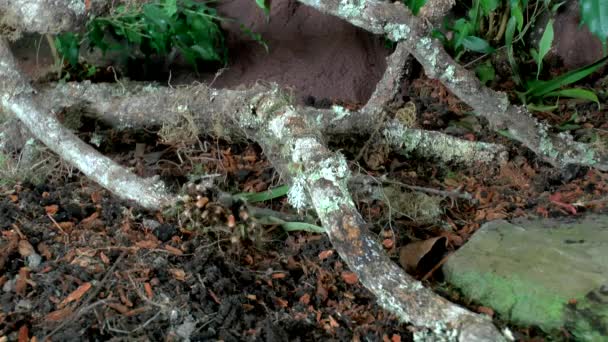 Přední Pohled Zblízka Chůze Tarantula — Stock video