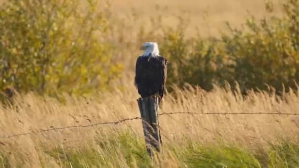 Φαλακρός Αετός Φράχτη Στον Καναδά — Αρχείο Βίντεο