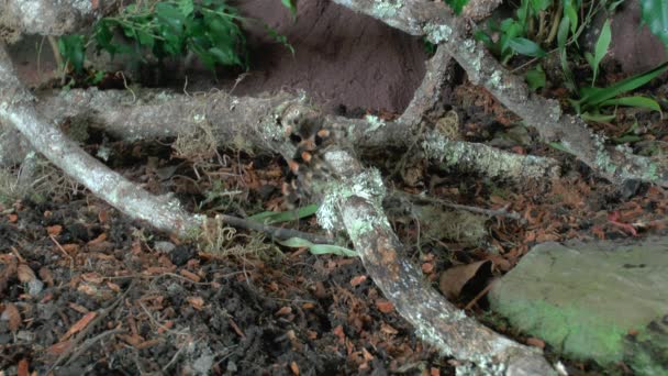 Front Close View Walking Tarantula — Stock Video