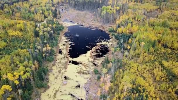 Lago Wetland Alberta Canadá Fall — Vídeo de Stock