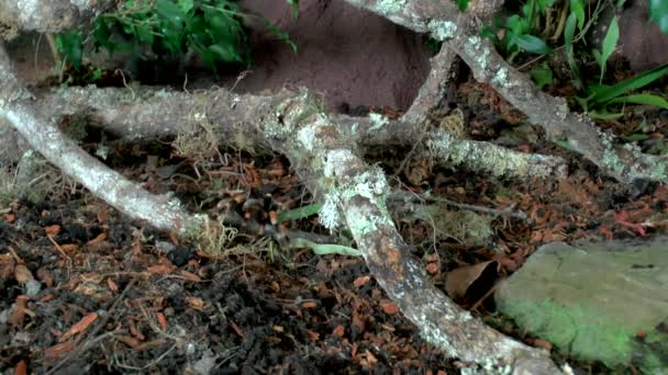 Přední Pohled Zblízka Chůze Tarantula — Stock video