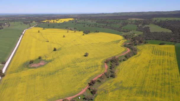 Aerial High View Extended Canola Fields Landscape Countryside Beautiful Scenery — Stock Video