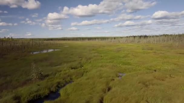 Stright Flyover Wetland Marsh Kanada — Stockvideo
