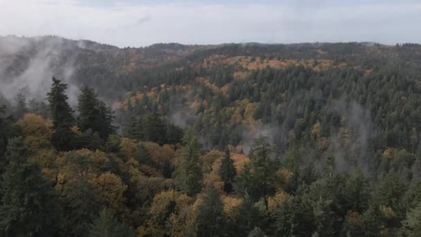 Vue Aérienne Forêt Brumeuse Sur Matin Froid Automne Brouillard Élève — Video