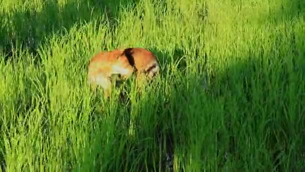 Cane Khmer Bruno Che Passeggia Tra Piante Riso Nella Risaia — Video Stock