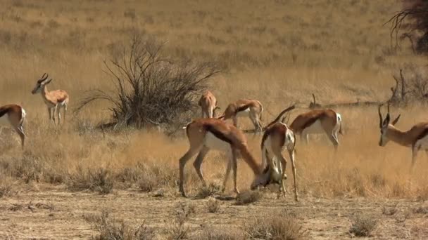 Молодые Самцы Спрингбока Запирают Рога Борьбе Стадом Заднем Плане Антилопы — стоковое видео