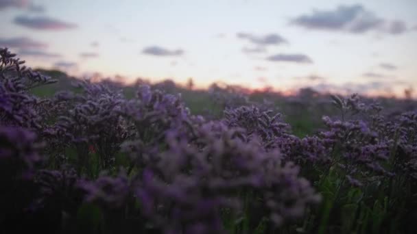 Powolny Widok Pola Purpurowych Kwiatów Zachodzie Słońca Chmurami — Wideo stockowe