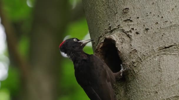 Unglaubliche Nahaufnahme Schwarzspecht Oder Dryocopus Martius Beim Nestbau — Stockvideo