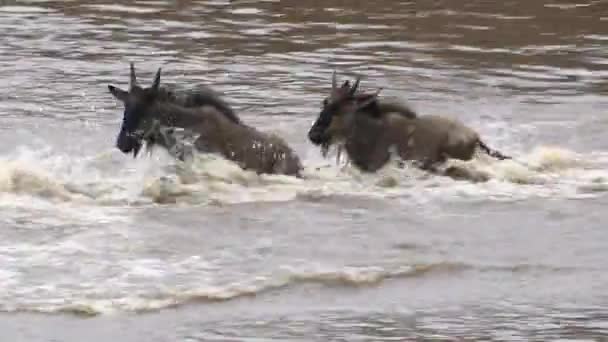 Wildebeest Azul Connochaetes Taurinus Cruzando Río Mara Serengeti Tanzania — Vídeos de Stock
