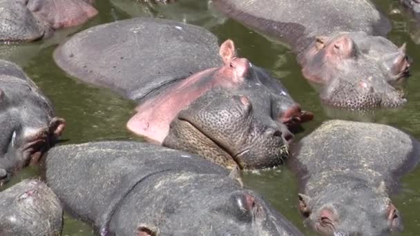 Hippo Hippopotamus Amphibius Big Group Packed Together Relaxing Pool Serengeti — Stock Video