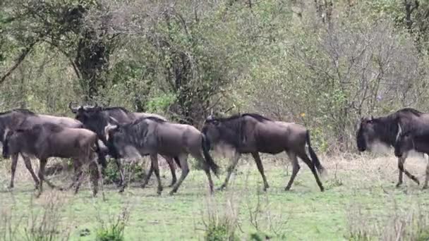 Blå Wildebeest Connochaetes Taurinus Stora Besättning Migrerar Över Serengeti Slätter — Stockvideo