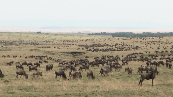 Blue Wildebeest Connochaetes Taurinus Gran Manada Migrando Sobre Las Llanuras — Vídeos de Stock