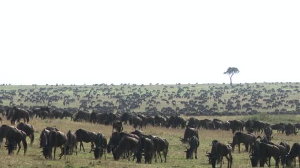 Grand Troupeau Gnous Connochaetes Taurinus Migrant Dessus Des Plaines Serengeti — Video