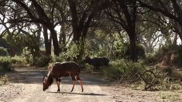 Afrikanska Nyala Tjurar Korsar Väg — Stockvideo