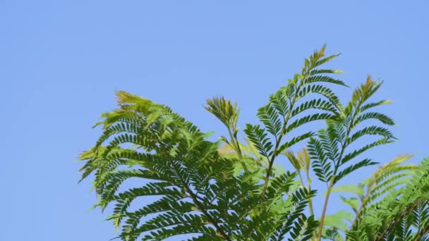 Close Detalhes Espécies Nativas América Sul Jacaranda Mimosifolia Verdes Veias — Vídeo de Stock