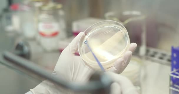 A kesztyűt viselő tudós beoltja a Petri-csészét egy baktériummal teli laboratóriumban.