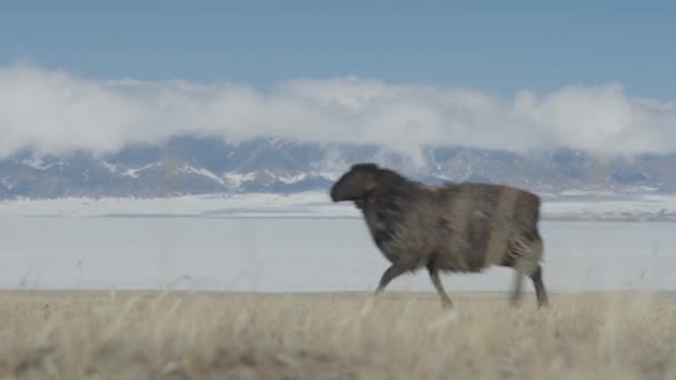 在新疆Sayram湖中 游牧民族正在追赶羊群 著名旅游胜地 — 图库视频影像
