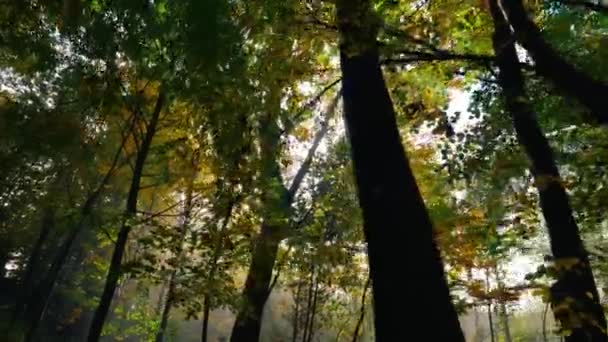 Ηλιαχτίδες Περνούν Μέσα Από Κλαδιά Δάση Δάση Φθινόπωρο Πρωί — Αρχείο Βίντεο