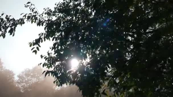 Sluneční Paprsky Procházejí Větvemi Podzimní Ráno — Stock video