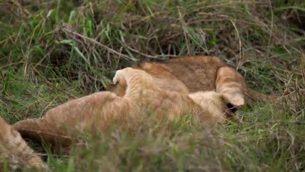 Leuke Leeuwenwelpen Worstelen Speels Met Elkaar Gras Afrikaanse Safari — Stockvideo