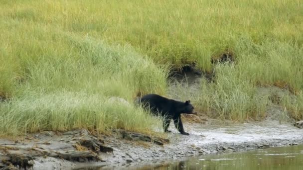 Urso Preto Jovem Caminhando Direção Canal Fluvial Raso Alasca Câmera — Vídeo de Stock