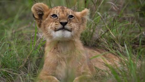 单头狮子宝宝躺在草地上 摇动耳朵的滑稽动作 — 图库视频影像