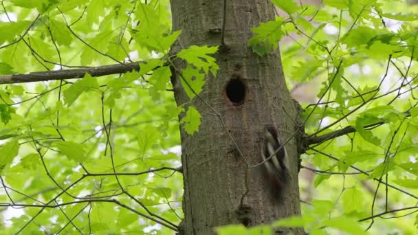 Grand Pic Tacheté Nourrissant Ses Petits Dans Trou Nid Sculpté — Video