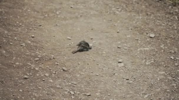 Kleine Vogel Baadt Het Zand Het Midden Van Dor Grasland — Stockvideo