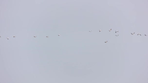 Flock Pelicans Flying Formation Sunny Day Low Angle Shot — Stock Video