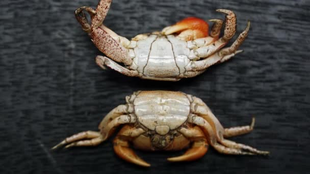 Zoom Two Crab Shells Showing Comparison Male Top Female Bottom — Αρχείο Βίντεο