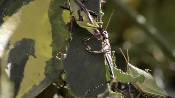 Twee Krekels Sprinkhanen Rusten Het Delen Van Een Gebeten Blad — Stockvideo