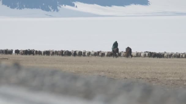 現代の遊牧民の羊飼いの山の中で羊を保持する 天山の山とSayram湖 Sailimu 農村部の中国の生活 少数民族カザフ — ストック動画