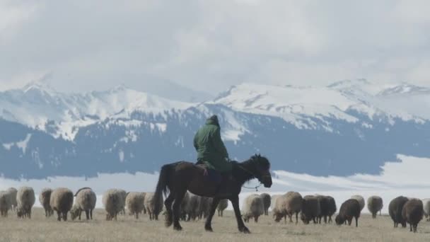 Kasachischer Nomadenhirte Der Schafe Pferd Hütet Schafe Fressen Gras Zwischen — Stockvideo