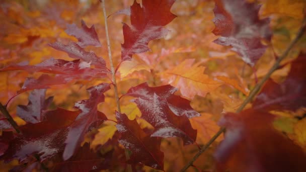 Close Shot Bright Colorful Autumn Leaves — Stock Video