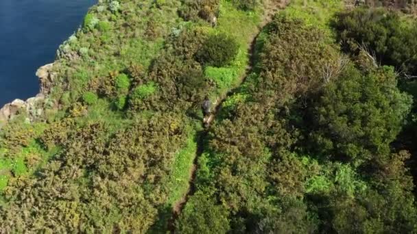 Wandelaar Loopt Een Pad Tussen Weelderig Groen Gras Struiken Bomen — Stockvideo