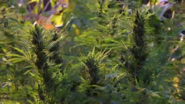 Marijuana Jordbruk Friluftsgårdar — Stockvideo