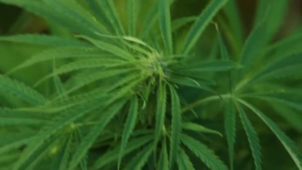 Marijuana Agricoltura Frutteti All Aperto — Video Stock