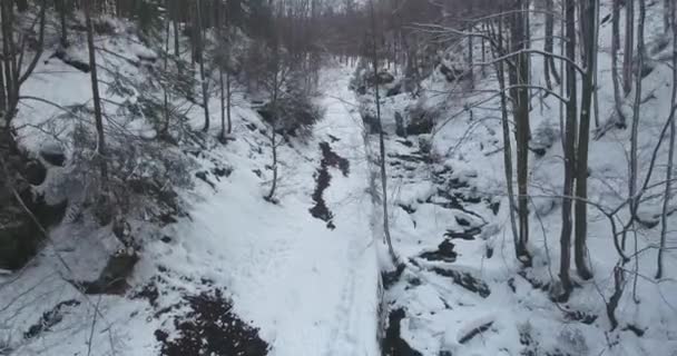 Drone Dynamique Forêt Hiver — Video